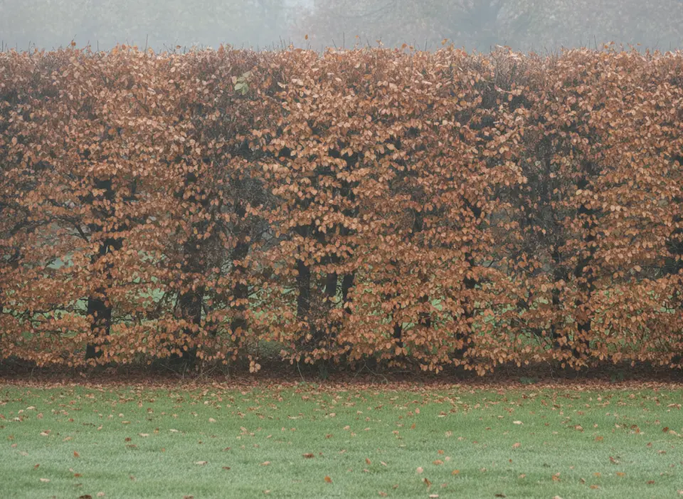 Clipped beech hedge holding coppery marcescent leaves on a misty autumn morning above a leaf-strewn lawn