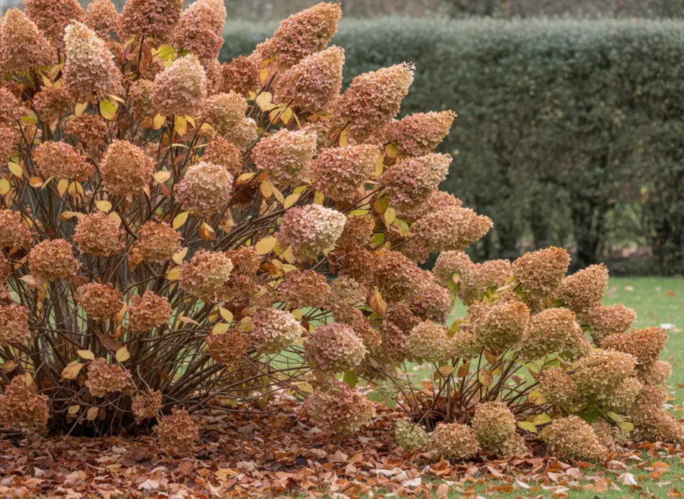 Faded cone-shaped panicle hydrangea heads in copper and dusky pink above fallen leaves, autumn garden