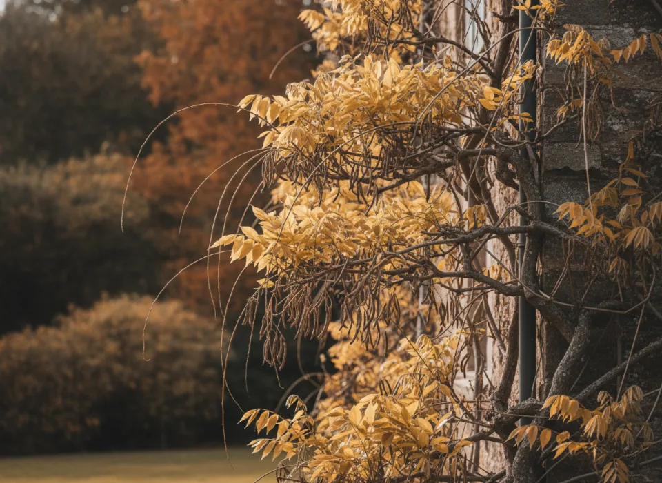Golden wisteria leaves and dry seed pods on a gnarled vine climbing a stone house wall