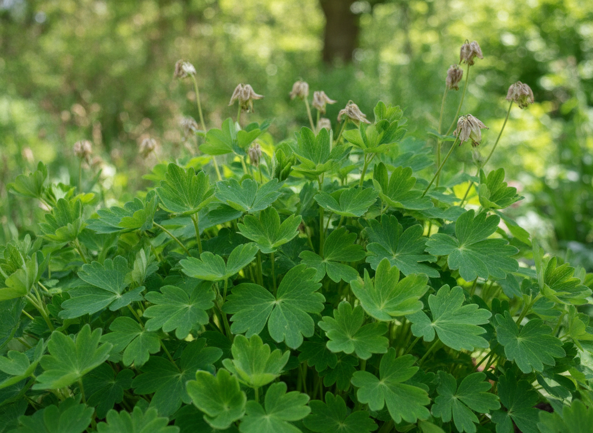Don't expect a second flush — expect fresh leaves