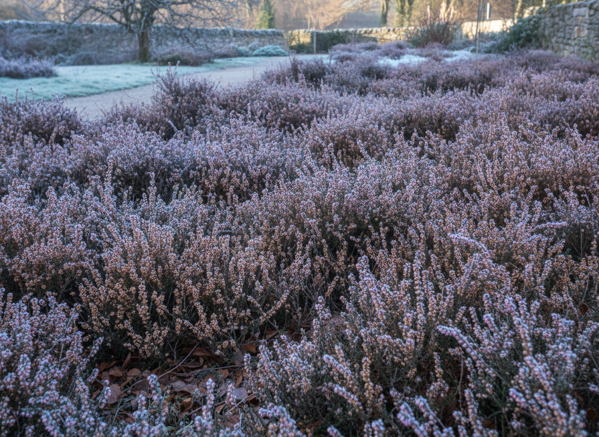Cold garden? Leave the flowers on until spring